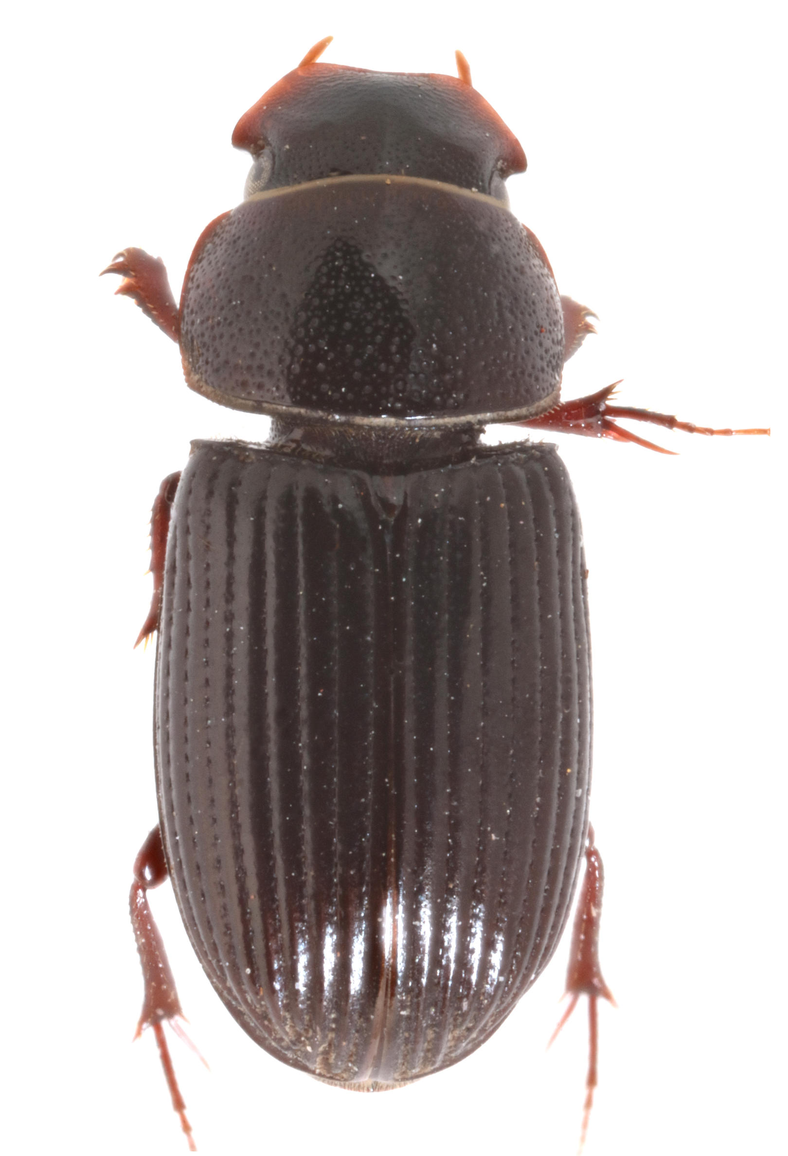 Ataenius arrowi Santa Cruz Island. Specimen housed in the ICCDRS collection (ICCDRS 5170) Photo: María Sol Herrera, CDF, 2024.